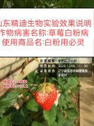 山东精迪生物实验最新成果